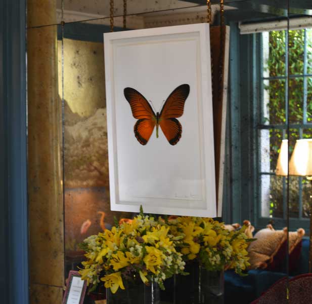 Montrose London Clinic Butterfly